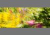 'Monet's Garden' by Stephanie Dickson