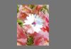 'Opalescent osteospermum' by Amanda Whiteside