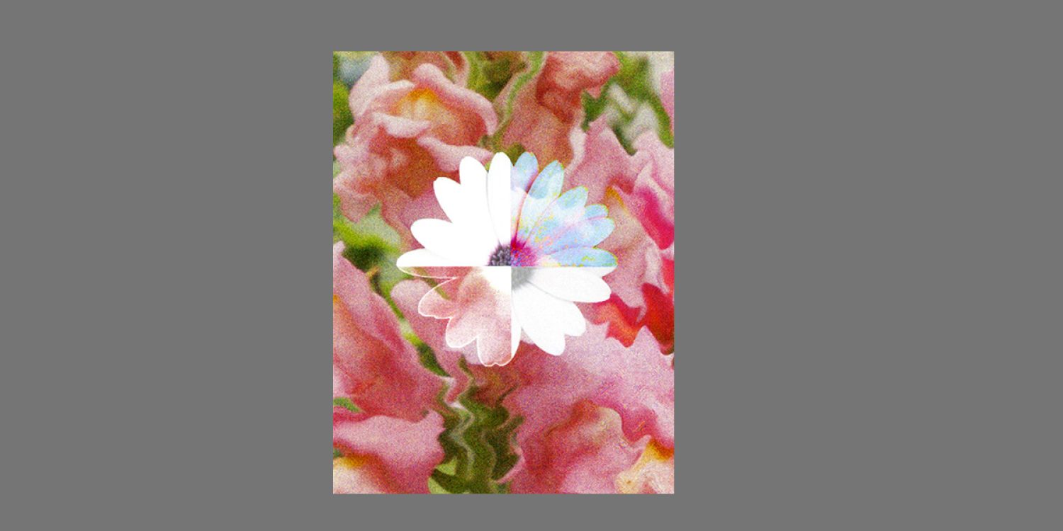 'Opalescent osteospermum' by Amanda Whiteside